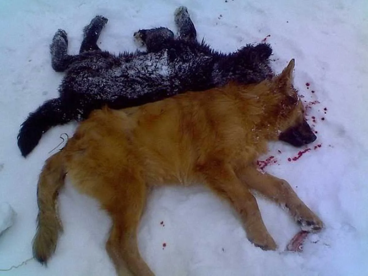 Какая жизнь, такая и смерть