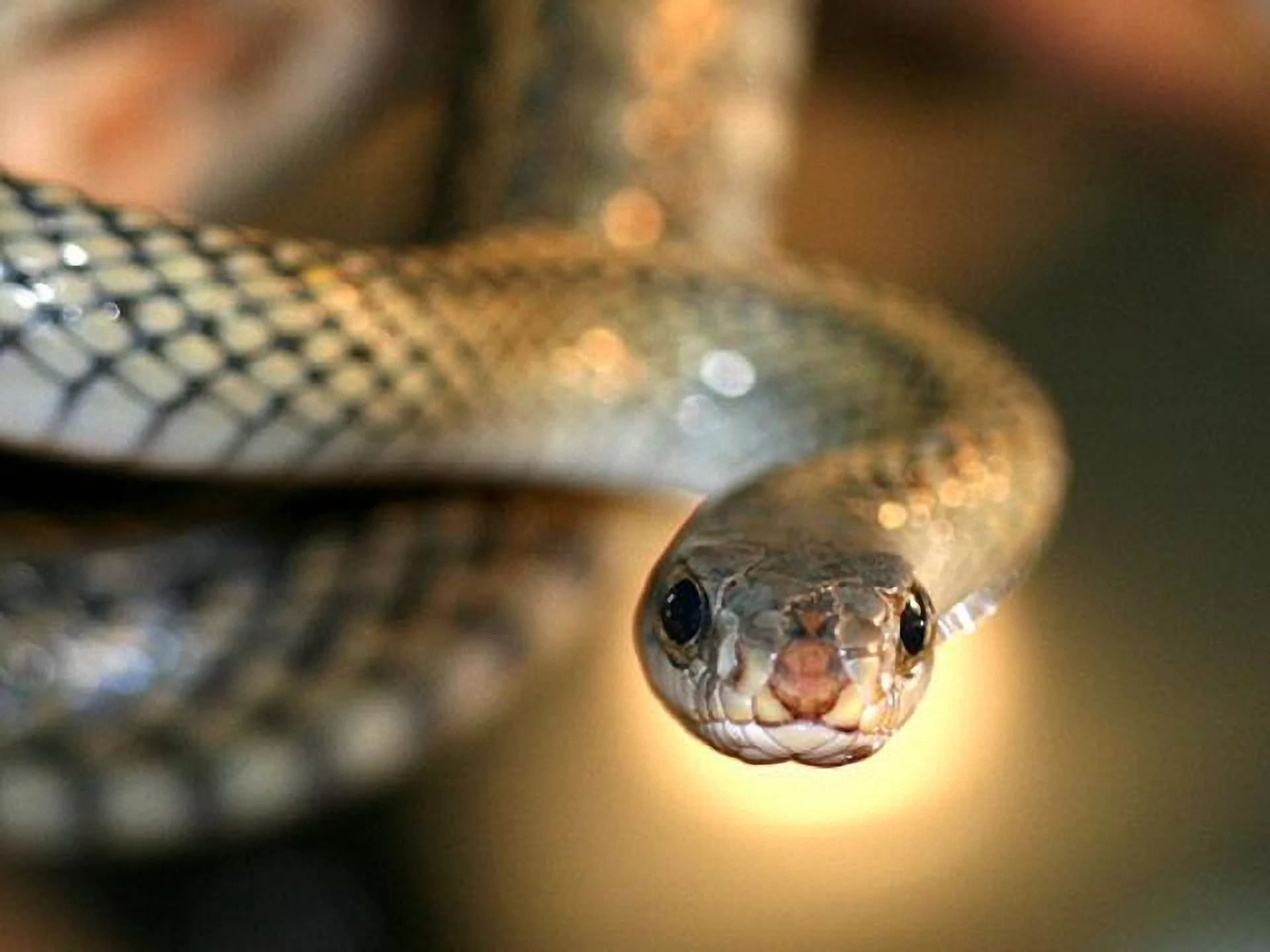 Змії окупували футбольне поле у місті Кальяні