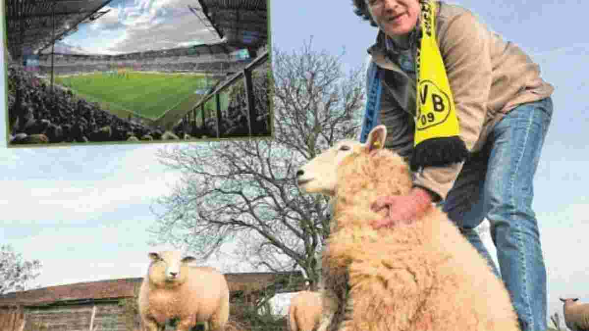 Фермер предлагает обменять четыре овцы на билеты на поединок "Падерборн" - "Боруссия" Д