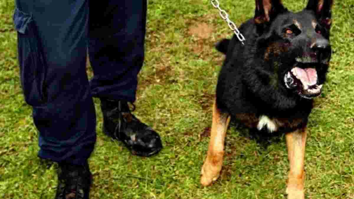 В Бразилии полицейский пес укусил футболиста во время матча