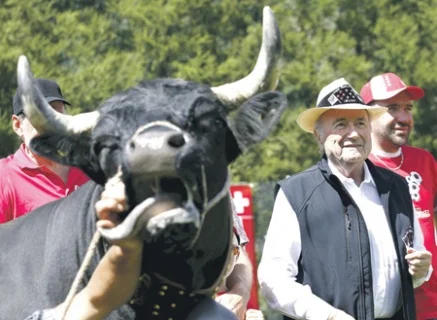 ФІФА, Блаттер, корова