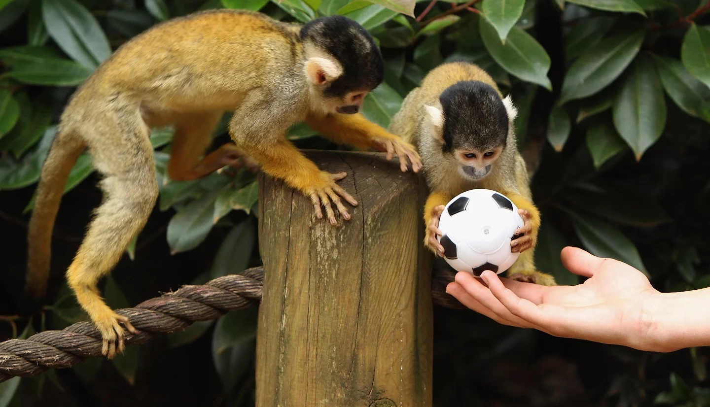 Що віщує Мавпа футболу і футболістам? Фото: Getty Images