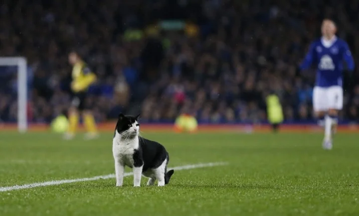 Эвертон, Англия, кот