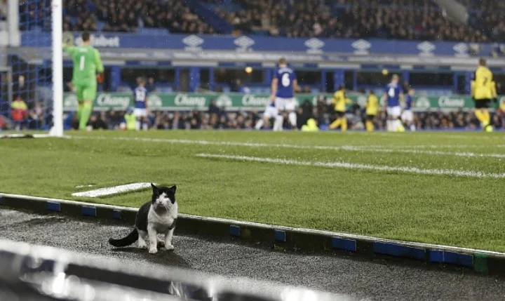 Эвертон, Англия, кот