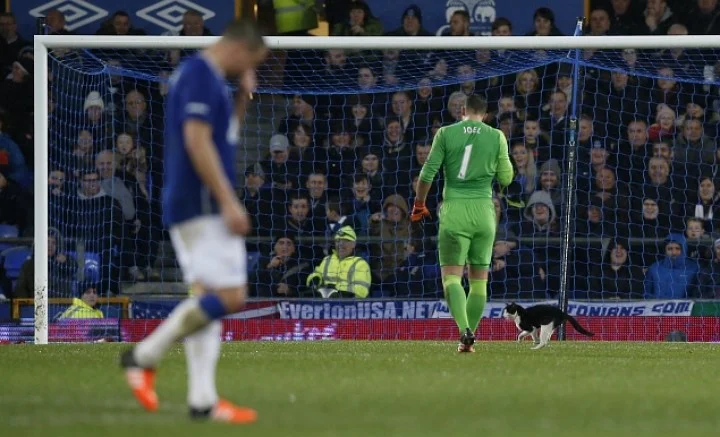 Эвертон, Англия, кот