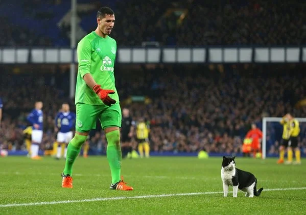 Эвертон, Англия, кот