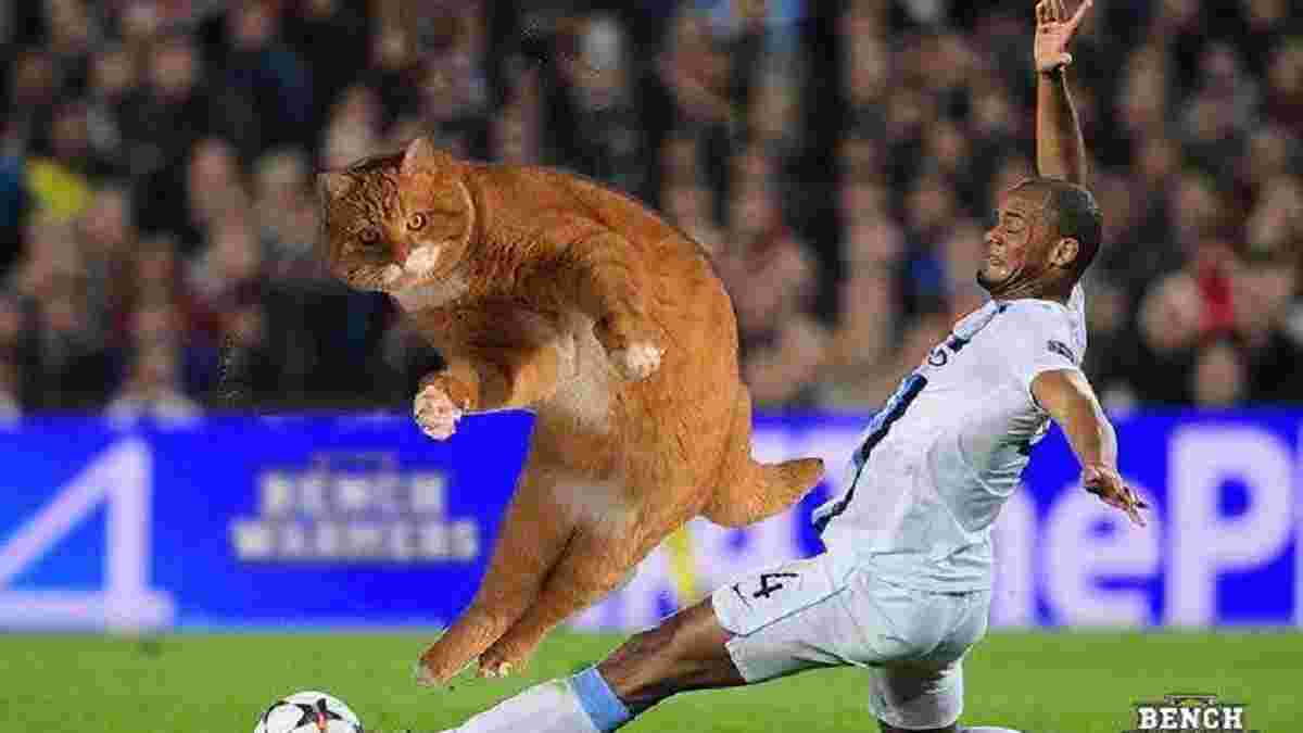Котінью – футбольний мем, який стрімко підірвав соцмережі