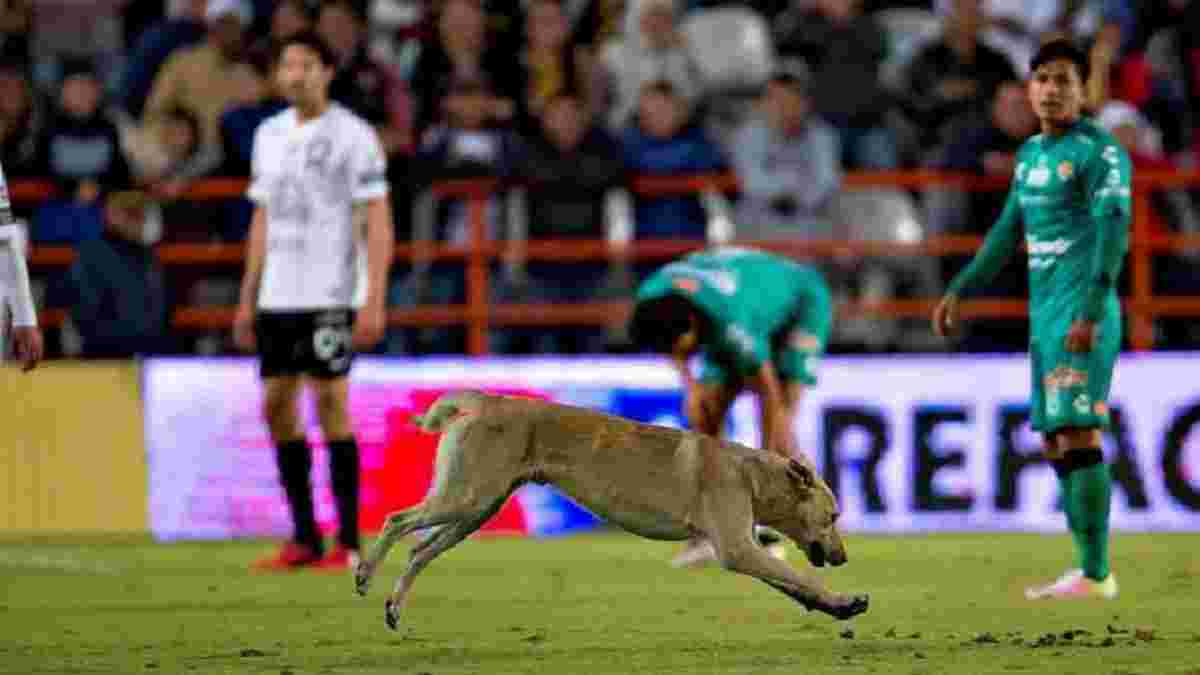 Как пес и кот поочередно останавливали матч лидера чемпионата Мексики