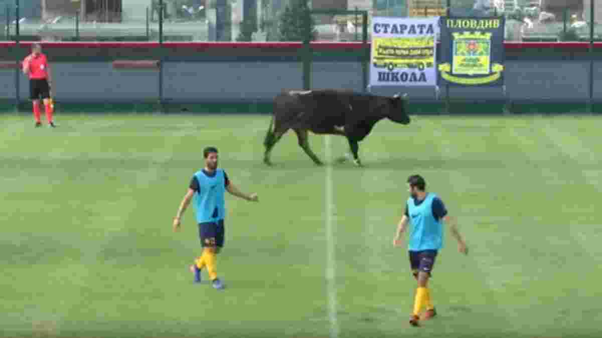 Бык и собака едва не сорвали товарищеский матч в Болгарии