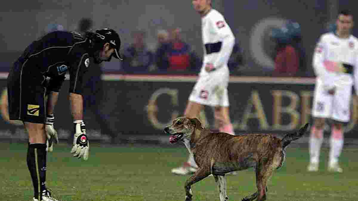 Собака двічі завадив провести небезпечну атаку в матчі Суднобудівник – Дніпро