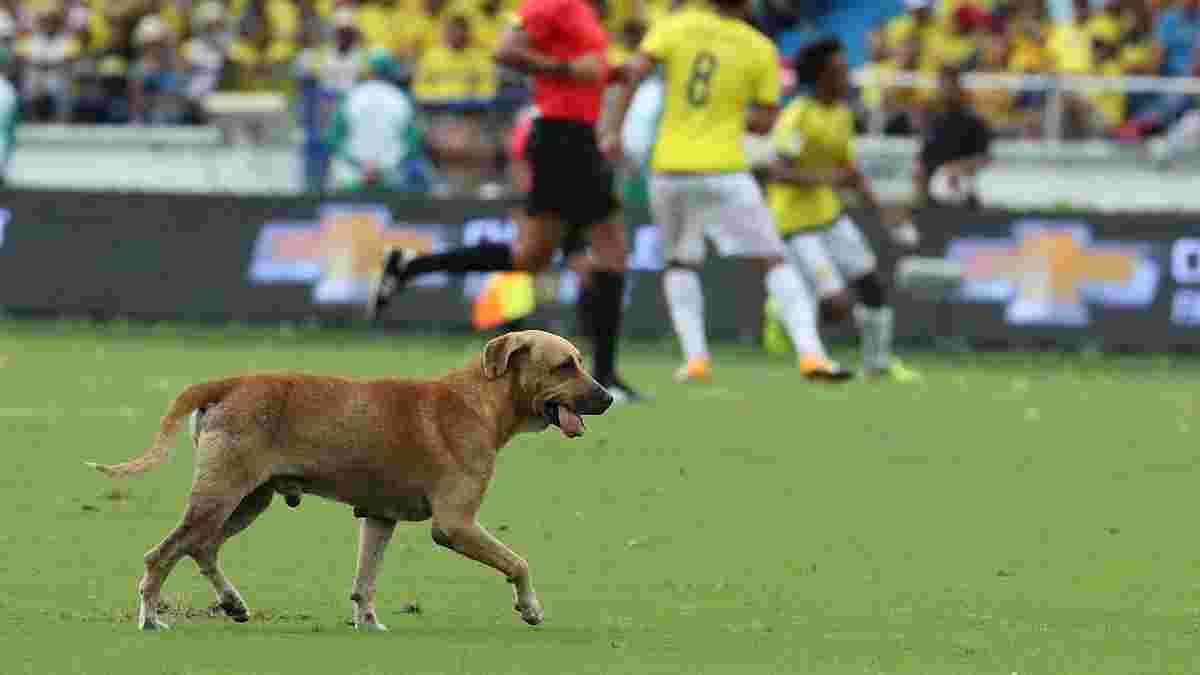 Собака выбежала на поле во время матча Колумбия – Бразилия