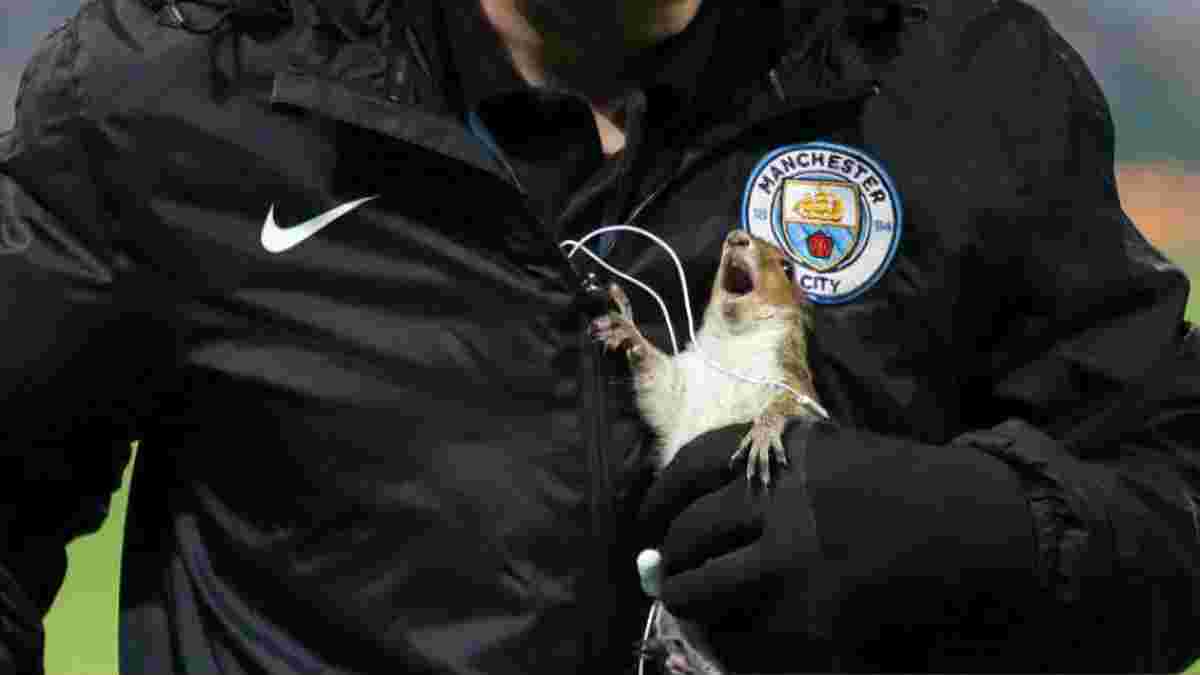 Белка выбежала на поле перед матчем Манчестер Сити – Вулверхэмптон