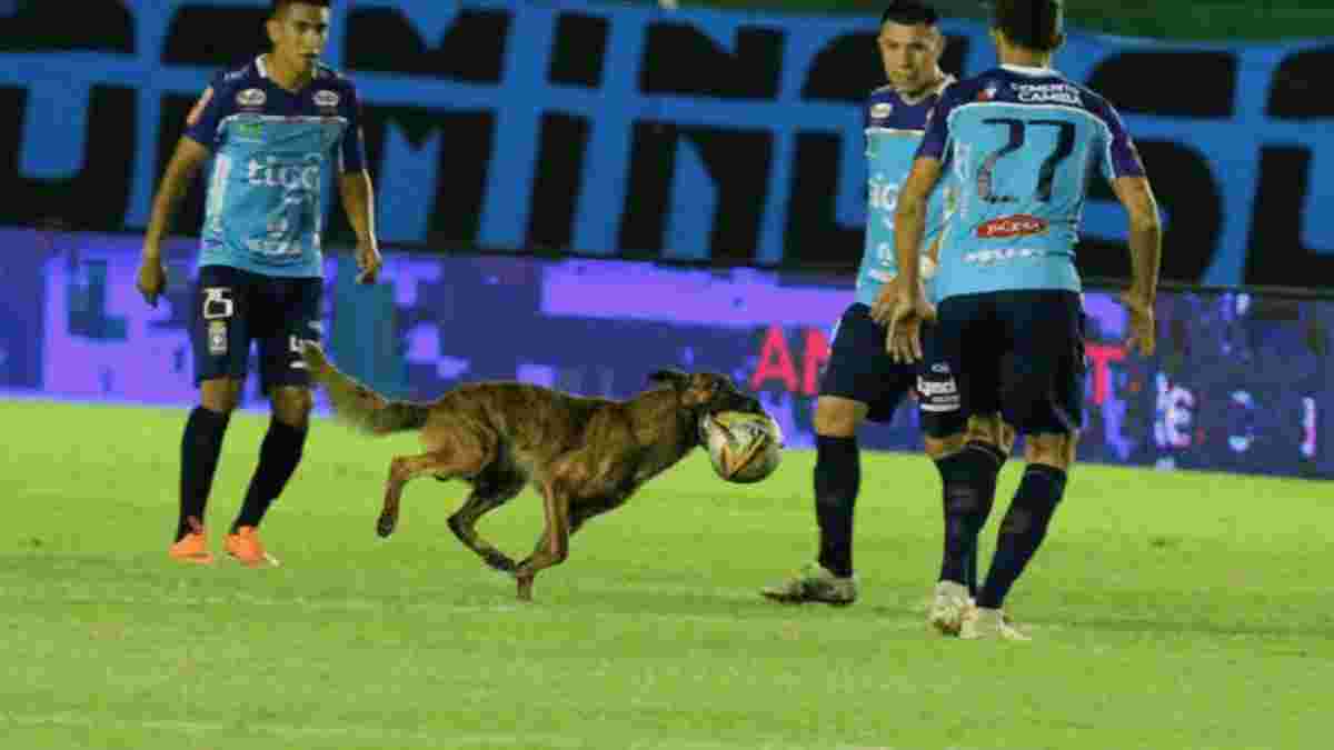 Собака долго не отдавал футболистам мяч в матче чемпионата Боливии, устроив настоящую комедию на поле