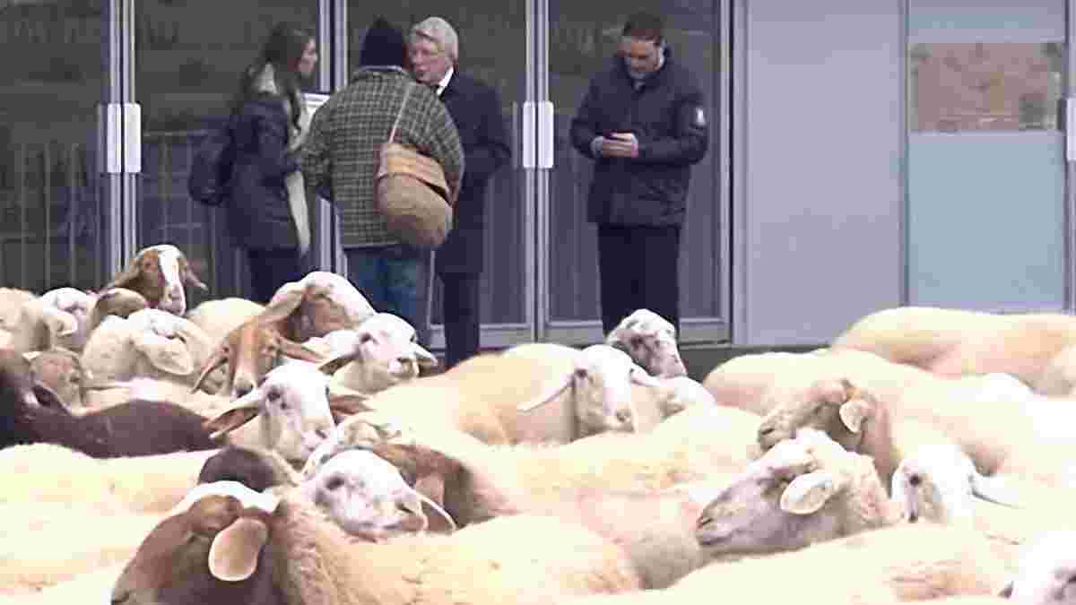 Президент Атлетико Серезо стал жертвой розыгрыша и вынужден был останавливать стадо овец, которое прорывалось на "Ванда Метрополитано"