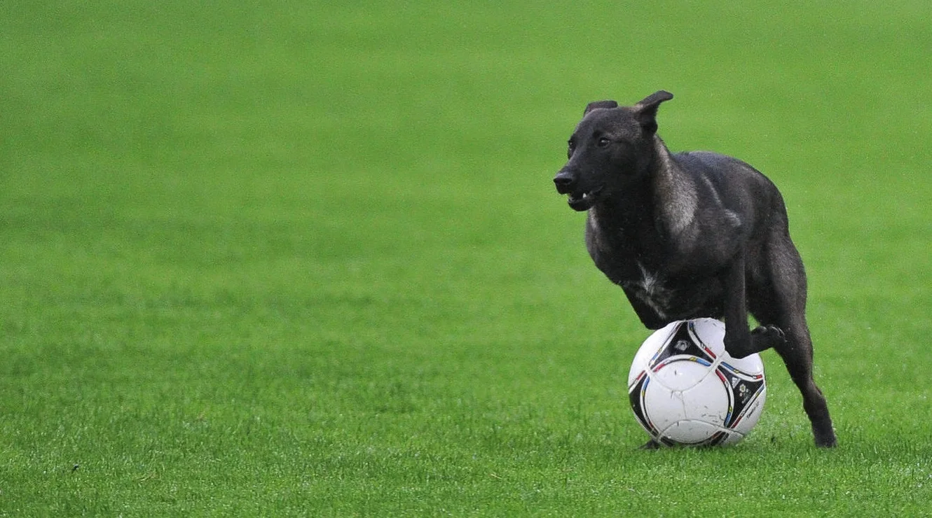 Собака вибіг на поле та забив гол головою