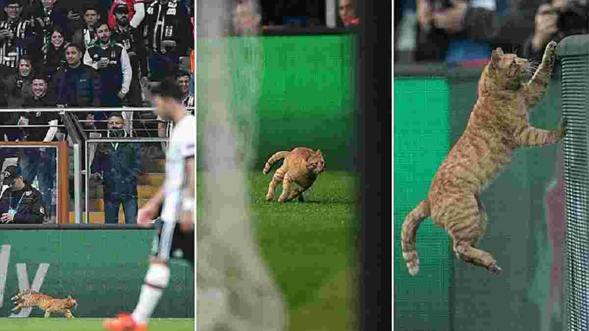 Бешикташ – Баварія: Турки можуть бути покарані УЄФА через кота, який вибіг на поле