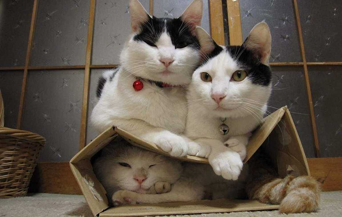 Ті самі коти (не Леоненка)