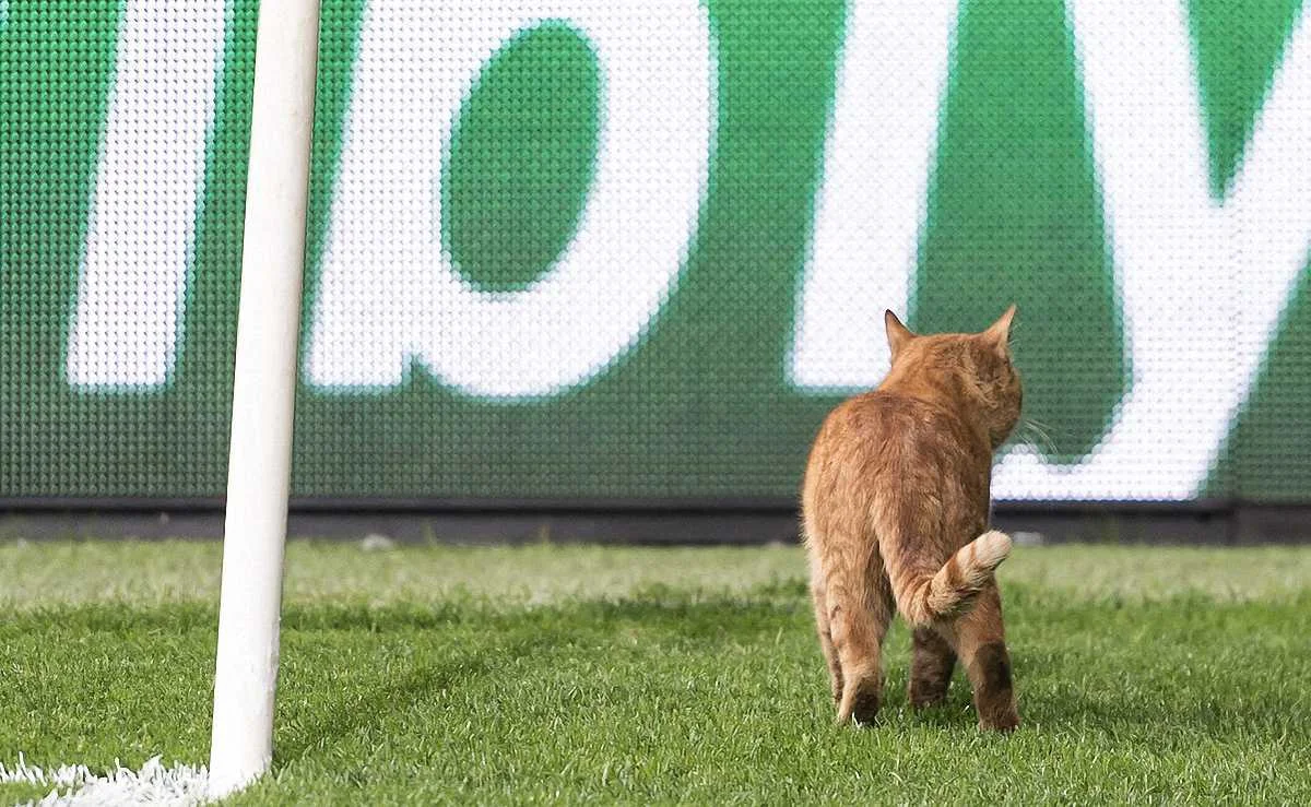 Кот, который выбежал на поле во время матча Бешикташ – Бавария / соцсети