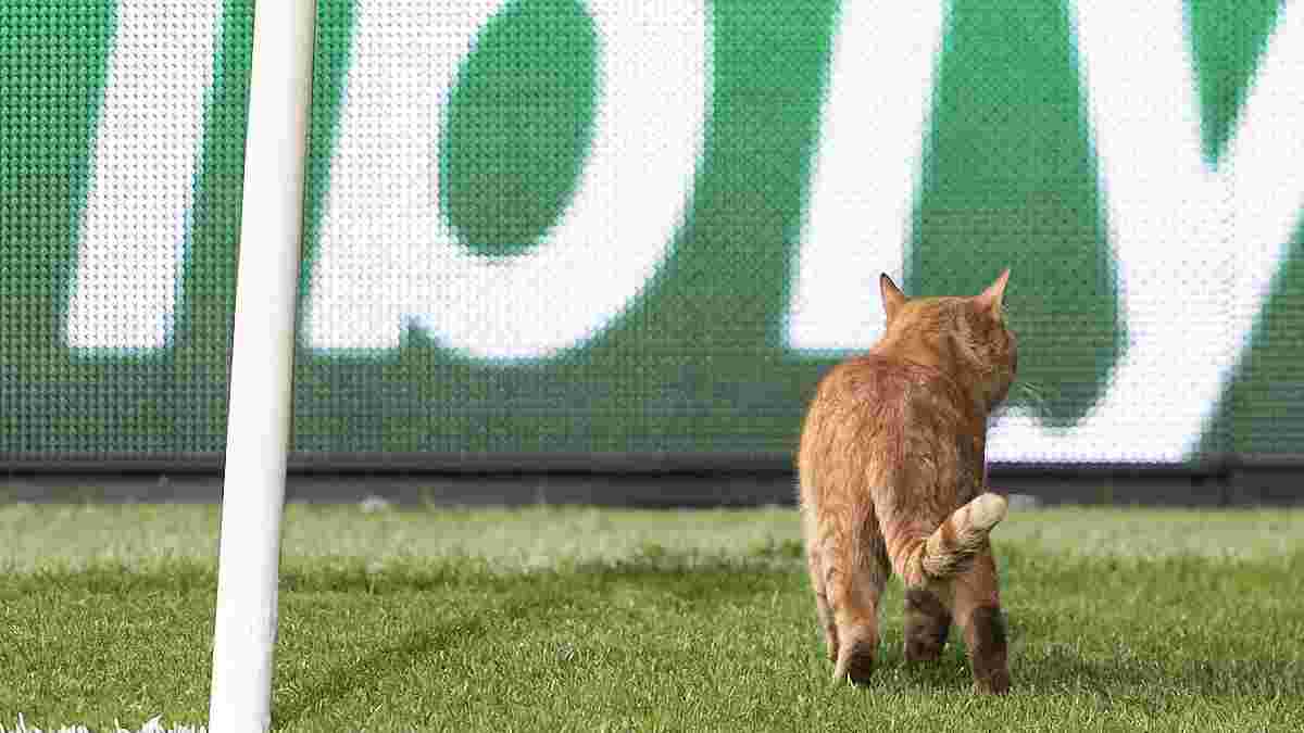 УЕФА оштрафовал Бешикташ за кота, выбежавшего на поле