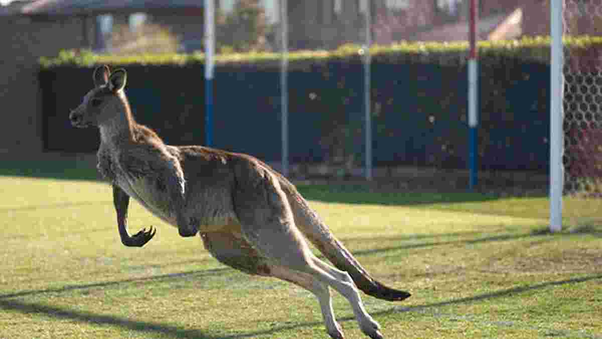 В Австралии кенгуру поиграл в футбол в матче местного чемпионата