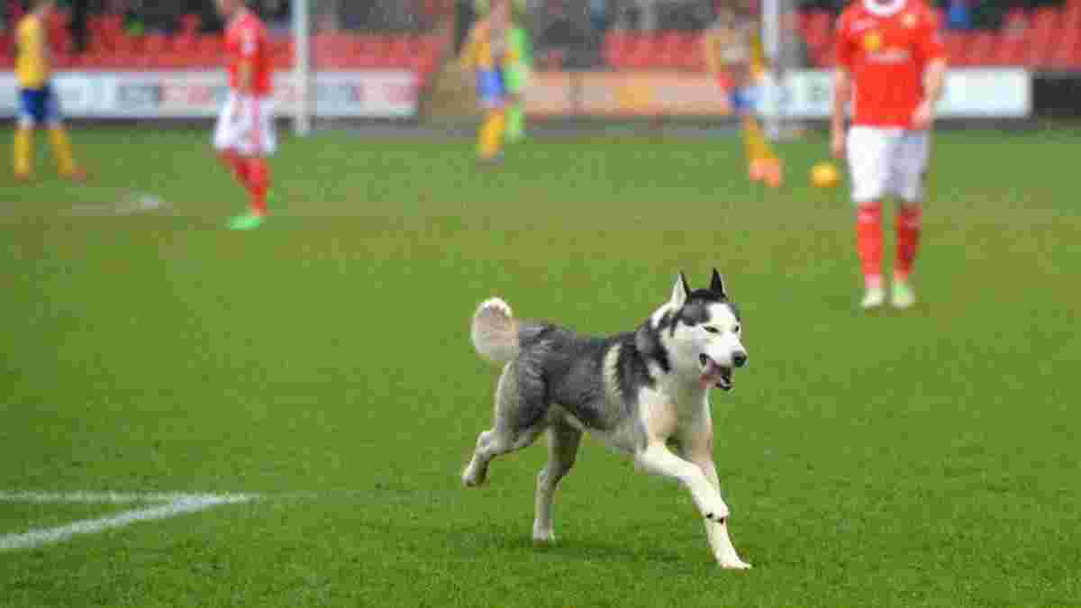 Собака спасла ворота от курьезного гола в матче чемпионата Аргентины