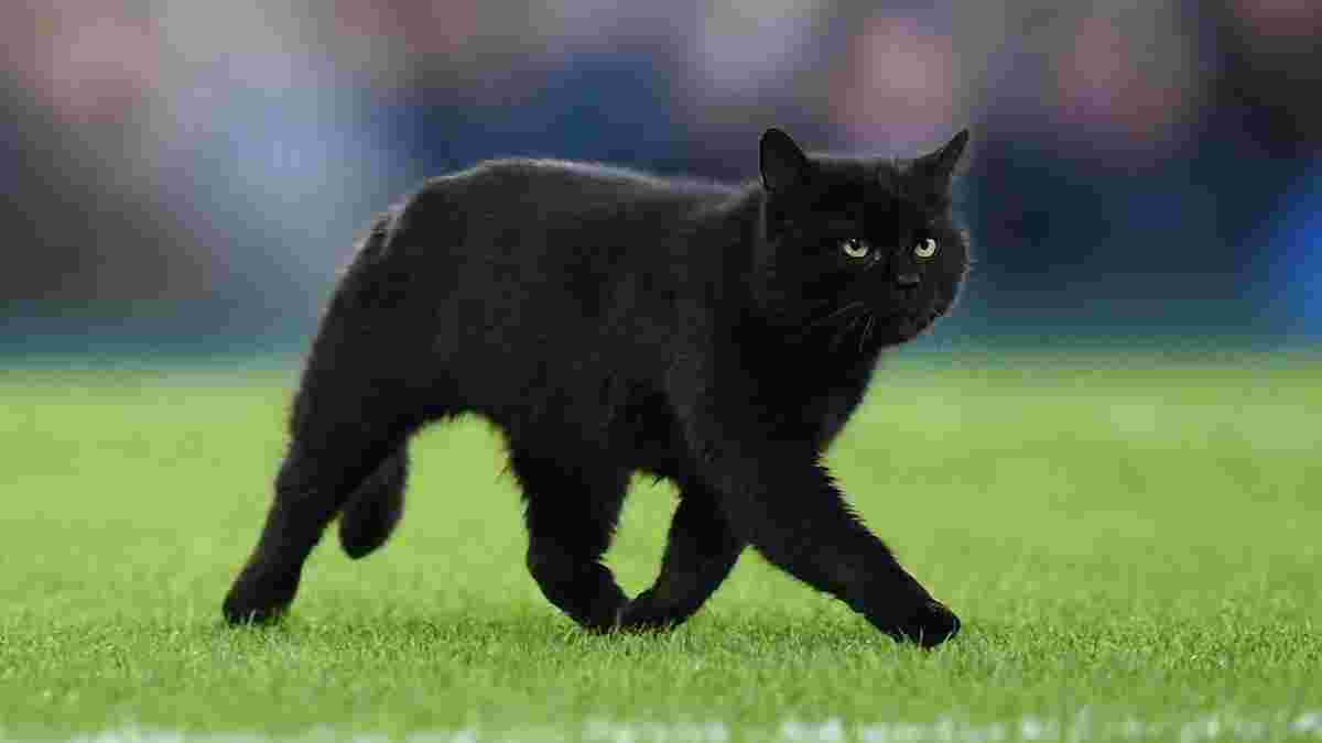Чорний кіт призупинив матч Евертона та Вулверхемптона – курйоз дня з АПЛ