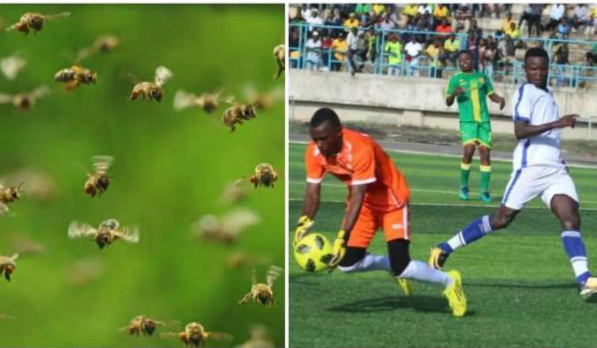 Бджоли заважають футболу / фото із соцмереж