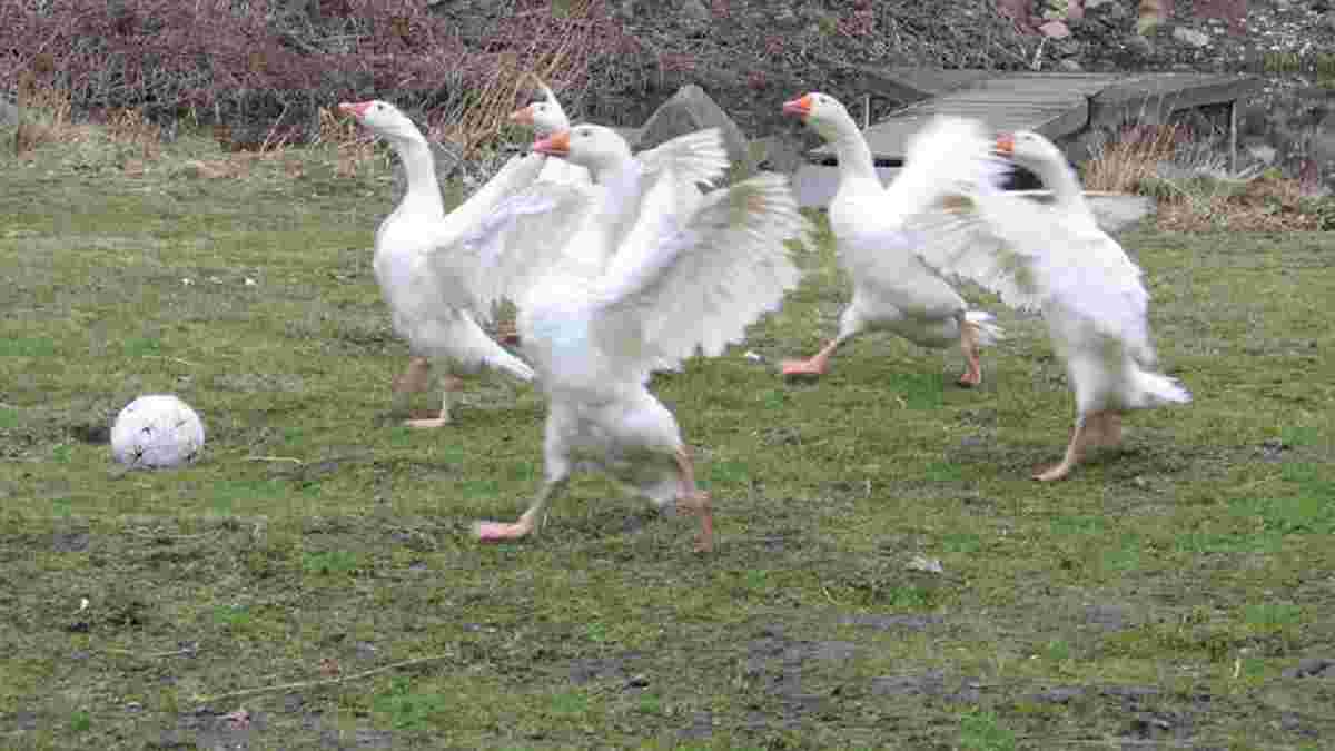 Англія знищила кілька десятків гусей за пошкодження тренувальних полів збірної – розгорівся скандал