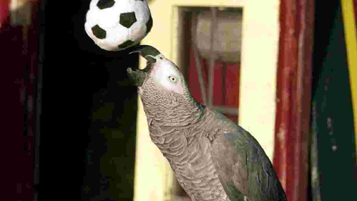 Папуга ледь не зірвав матч жіночої збірної Бразилії – футболістку рятували м'ячем
