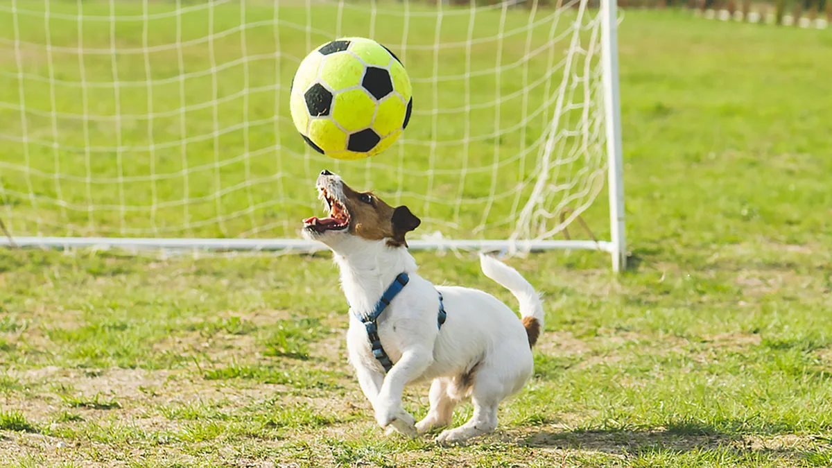 Пес на футбольному полі / Фото з відкритих джерел