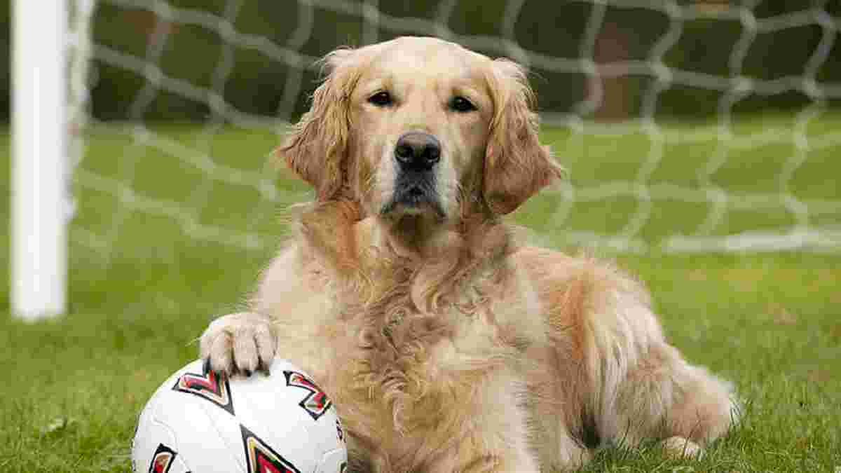 Собака призупинив матч боснійської першості – наймиліше відео дня