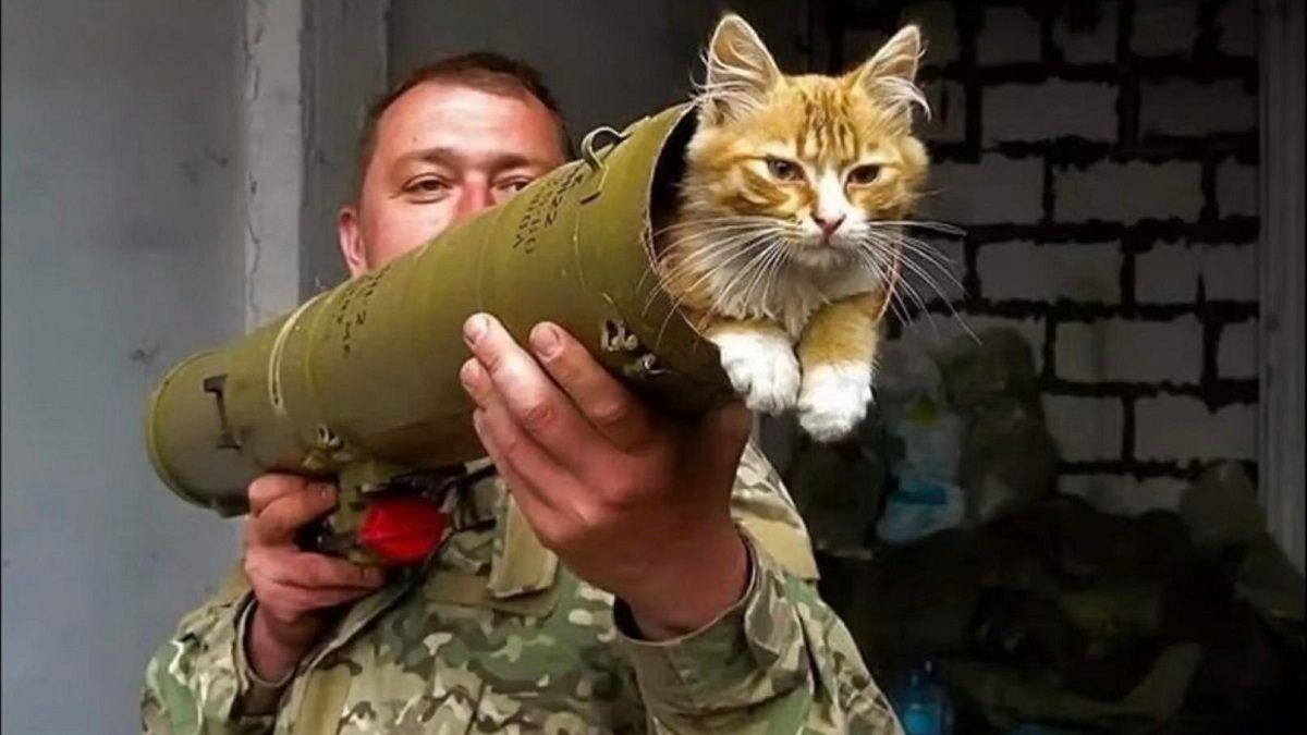 "Котяцький драйв"