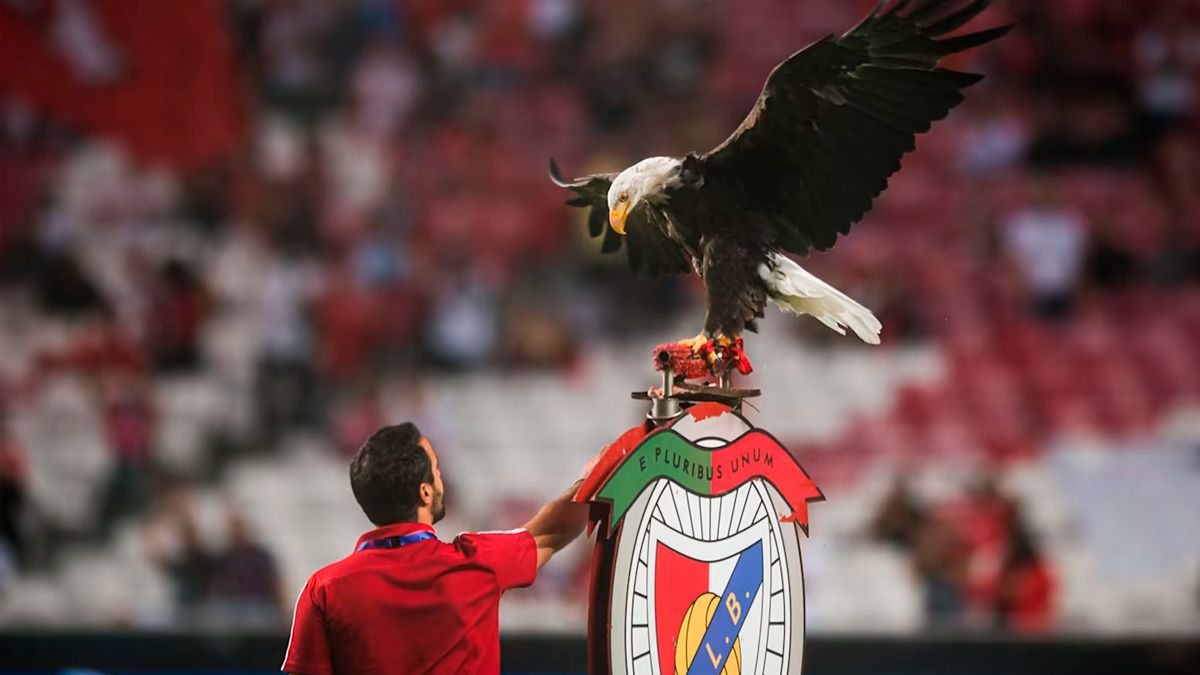 Орел на стадионе Бенфики / фото SL Benfica