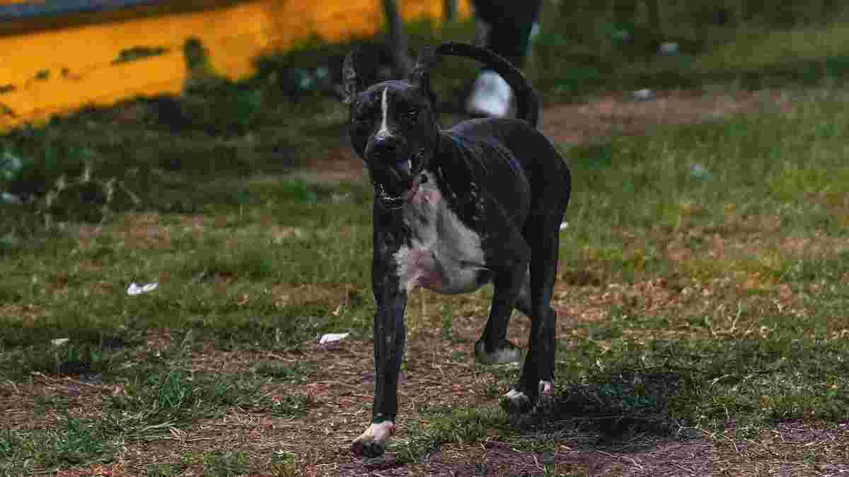Собака вискочив на поле, показав дриблінг і був "вилучений" – курйоз дня в американській Лізі чемпіонів