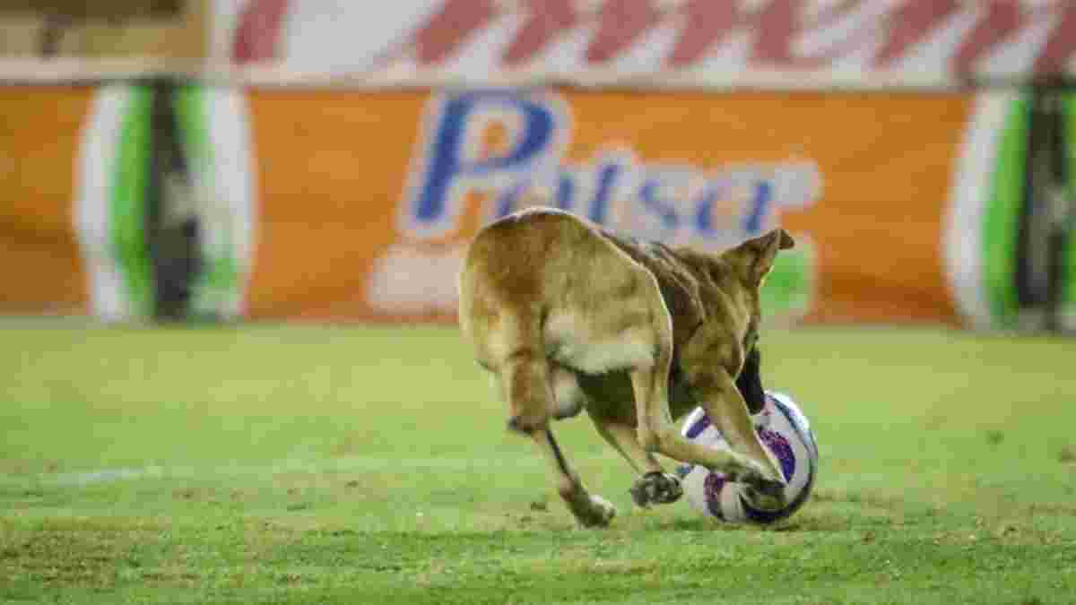 Собака перервав матч колишньої команди Марадони – курйозне відео