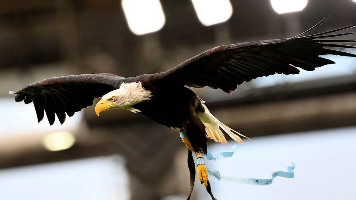 Орел / Sport Illustrated